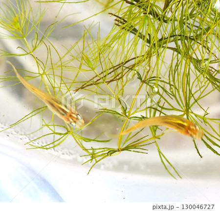 水草の中から顔を出すメダカ 130046727