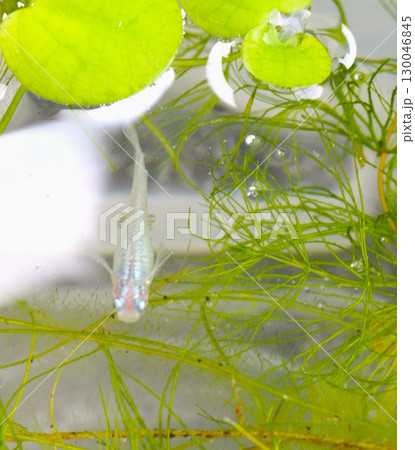 水面を泳ぐメダカ 130046845