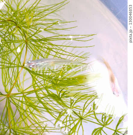 水面を泳ぐメダカ 130046853