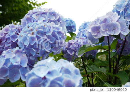 梅雨の晴れ間に咲く紫陽花 梅雨の晴れ間に咲く紫陽花 130046960