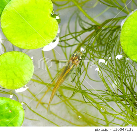 水草の間から顔を出すメダカ 130047135