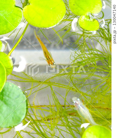 水草の間から顔を出すメダカ 水草の間から顔を出すメダカ 130047140