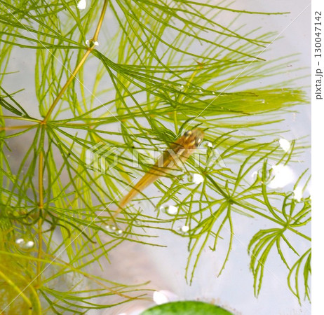 水草の間から顔を出すメダカ 130047142