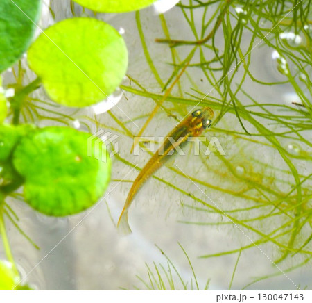 水草の間から顔を出すメダカ 130047143
