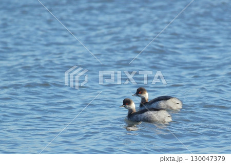 二羽のハジロカイツブリ 130047379