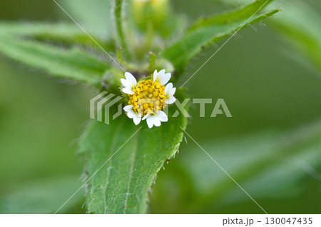 ハキダメギク(掃溜菊) ハキダメギク(掃溜菊) 130047435