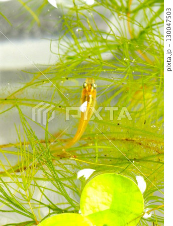 水草の中を泳ぐメダカ 130047503