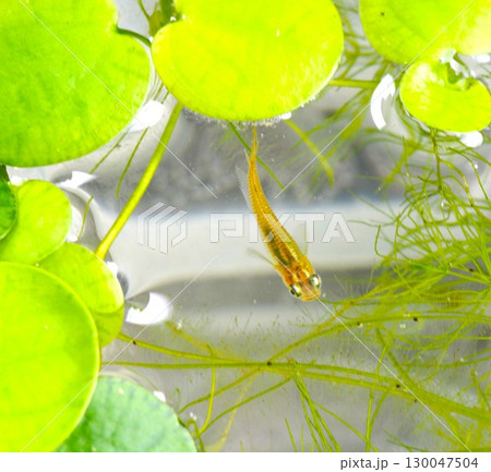 水草の中を泳ぐメダカ 130047504