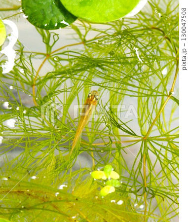 水草の中を泳ぐメダカ 130047508