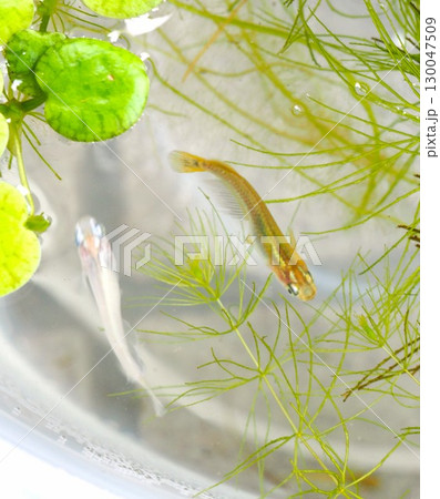 水草の中を泳ぐメダカ 130047509