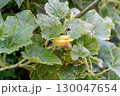 朝の光 130047654