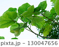 朝の光 130047656