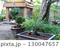 朝の光 130047657