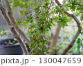 朝の光 130047659