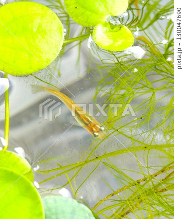 水草を泳ぐめだか 水草を泳ぐめだか 130047690