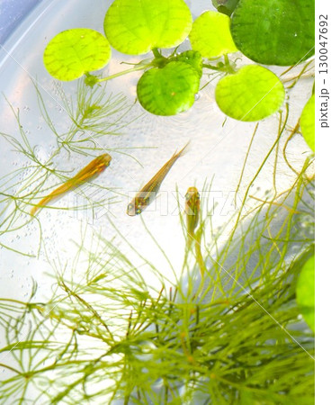 水草を泳ぐめだか 130047692
