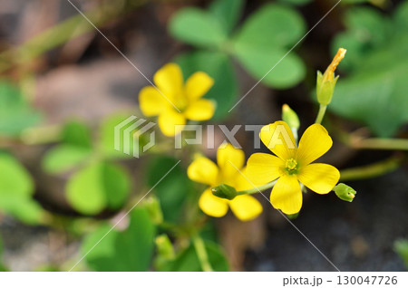 【野に咲く花】 カタバミの花 【野に咲く花】 カタバミの花 130047726