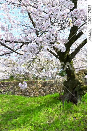 桜のある風景 130047927
