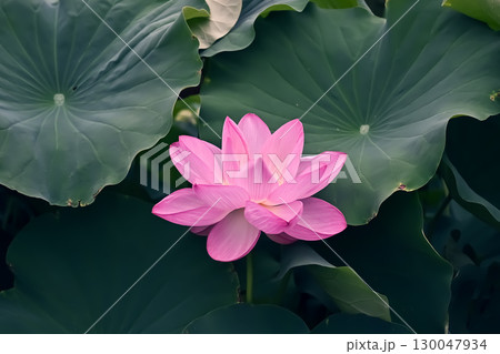 蓮池に咲く蓮の花 蓮池に咲く蓮の花 130047934
