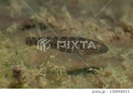 本栖湖にいる魚 130048031