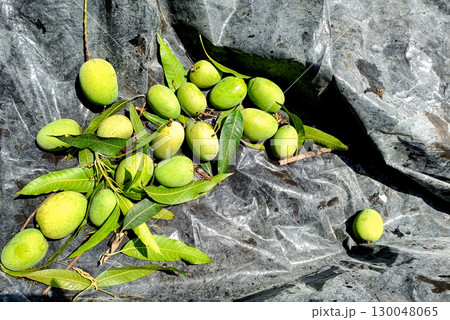 Freshly Harvested Raw Green Mangoes on Tarp 130048065