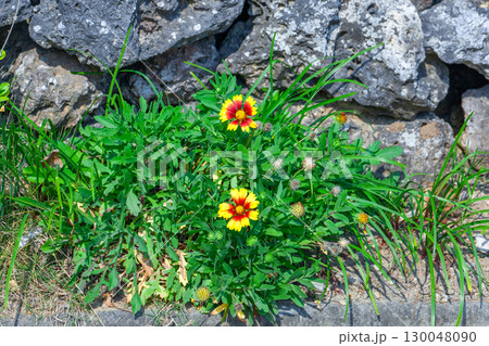 テンニンギク 130048090