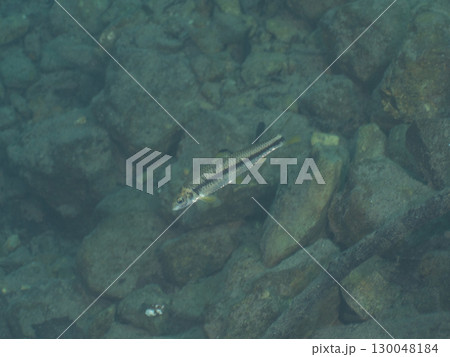 本栖湖にいる魚 本栖湖にいる魚 130048184
