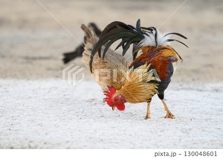 Selective focus of chicken.Chicken were looking for food. 130048601