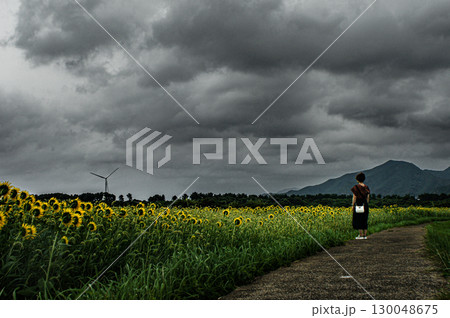 ＜素材＞ひまわり畑を眺める女性の後ろ姿 130048675