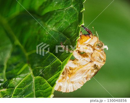 葉に止まるセミの抜け殻 130048856