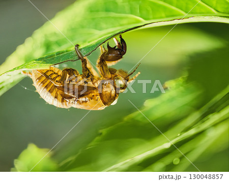 葉に止まるセミの抜け殻 130048857