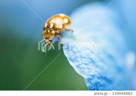 アブラムシを探すシロホシテントウ 130048862