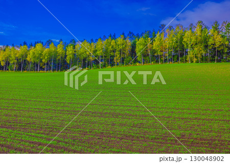 長閑な田園風光 130048902