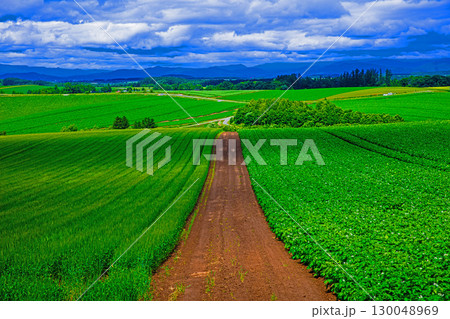 広大な麦畑 130048969