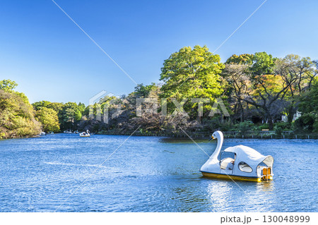 井の頭公園・井の頭池の自然風景【東京都・武蔵野市-三鷹市】 井の頭公園・井の頭池の自然風景【東京都・武蔵野市-三鷹市】 130048999