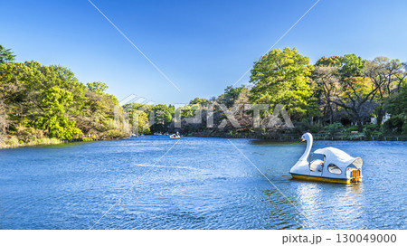 初秋の井の頭公園 井の頭池を進むスワンボート【東京都・武蔵野市-三鷹市】 初秋の井の頭公園 井の頭池を進むスワンボート【東京都・武蔵野市-三鷹市】 130049000