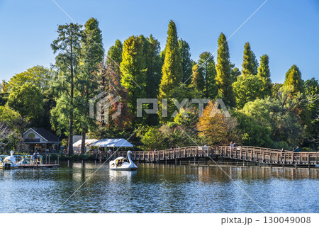 初秋の井の頭公園　井の頭池・七井橋の風景【東京都・武蔵野市－三鷹市】 130049008