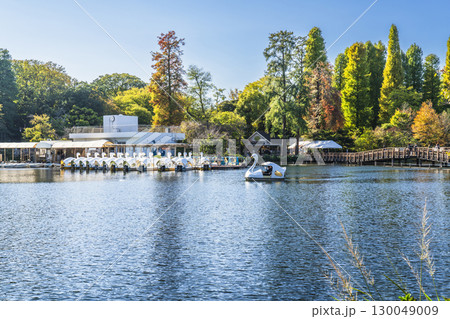 初秋の井の頭公園　井の頭池・ボート乗り場の風景【東京都・武蔵野市－三鷹市】 130049009