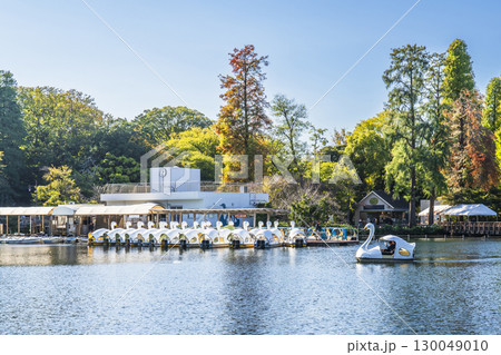 初秋の井の頭公園　ボート乗り場の風景【東京都・武蔵野市－三鷹市】 130049010