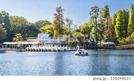 初秋の井の頭公園 井の頭池・ボート乗り場の風景【東京都・武蔵野市-三鷹市】 初秋の井の頭公園 井の頭池・ボート乗り場の風景【東京都・武蔵野市-三鷹市】 130049013
