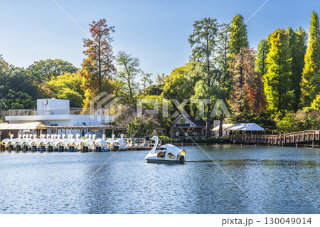 初秋の井の頭公園 ボート乗り場の風景【東京都・武蔵野市-三鷹市】 初秋の井の頭公園 ボート乗り場の風景【東京都・武蔵野市-三鷹市】 130049014