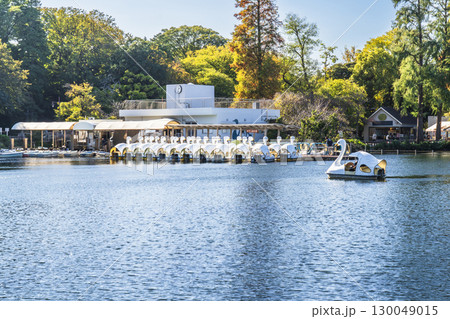初秋の井の頭公園　ボート乗り場の風景【東京都・武蔵野市－三鷹市】 130049015