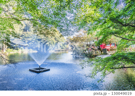 緑豊かな井の頭公園の風景【東京都・武蔵野市-三鷹市】 緑豊かな井の頭公園の風景【東京都・武蔵野市-三鷹市】 130049019