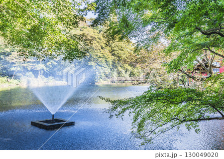 緑豊かな井の頭公園の風景【東京都・武蔵野市－三鷹市】 130049020