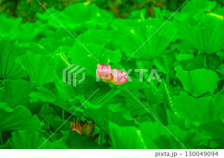 蓮美人 蓮美人 130049094