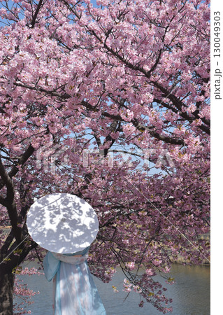 Full blooming "Kazawa-zakura" / 満開の見頃を迎えた日本庭園の河津桜 Full blooming "Kazawa-zakura" / 満開の見頃を迎えた日本庭園の河津桜 130049303