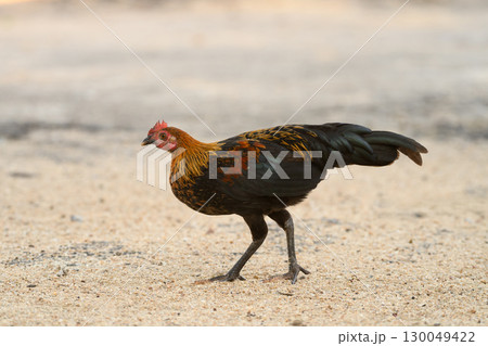 Selective focus of chicken.Chicken were looking for food. 130049422