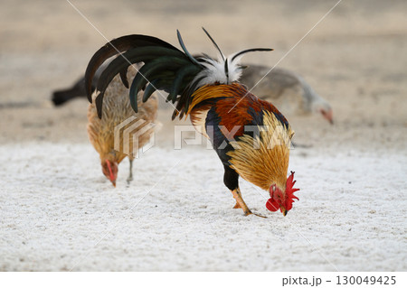 Selective focus of chicken.Chicken were looking for food. 130049425