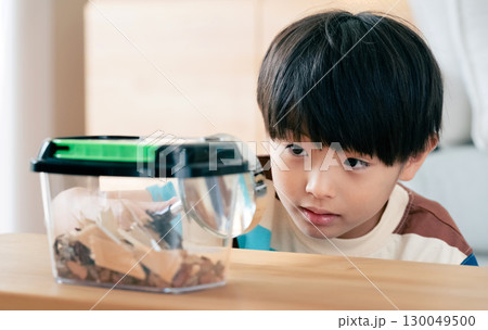 クワガタの観察をする男の子 130049500
