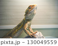 ライトを浴びるフトアゴヒゲトカゲ 130049559